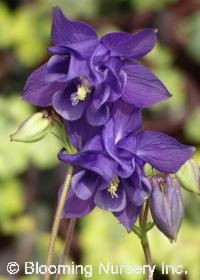 Aquilegia vulgaris 'Woodside Variegata'